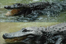 Muja najstariji aligator
