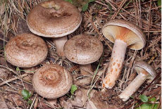 Kragujevac: izložba gljiva Kragujevac: izložba gljiva