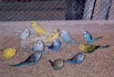 Sprečen šverc ptica Sprečen šverc ptica